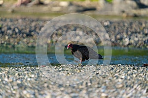 Turkey Vulture feeding at seaside beach