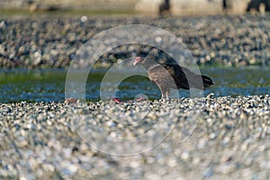 Turkey Vulture feeding at seaside beach