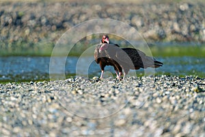 Turkey Vulture feeding at seaside beach