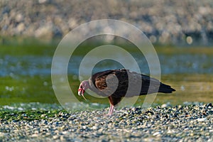 Turkey Vulture feeding at seaside beach