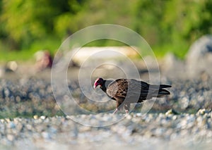 Turkey Vulture feeding at seaside beach