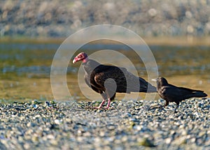 Turkey Vulture feeding at seaside beach