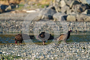 Turkey Vulture feeding at seaside beach