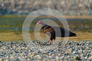 Turkey Vulture feeding at seaside beach