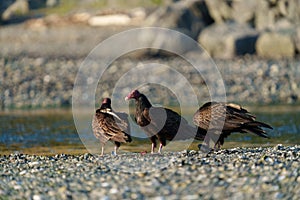 Turkey Vulture feeding at seaside beach