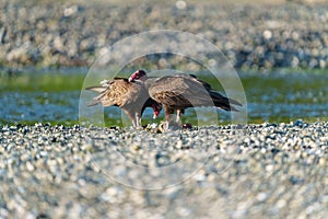 Turkey Vulture feeding at seaside beach