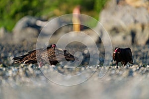 Turkey Vulture feeding at seaside beach