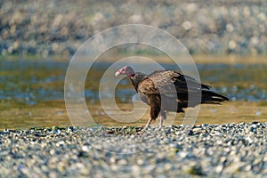 Turkey Vulture feeding at seaside beach