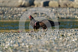 Turkey Vulture feeding at seaside beach