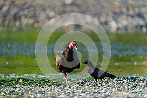 Turkey Vulture feeding at seaside beach