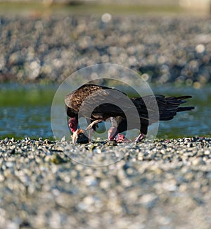 Turkey Vulture feeding at seaside beach