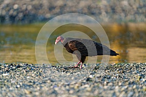 Turkey Vulture feeding at seaside beach