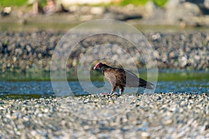 Turkey Vulture feeding at seaside beach