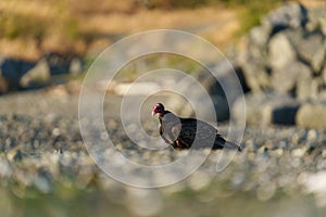 Turkey Vulture feeding at seaside beach