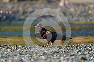 Turkey Vulture feeding at seaside beach