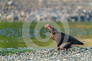 Turkey Vulture feeding at seaside beach