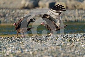 Turkey Vulture feeding at seaside beach