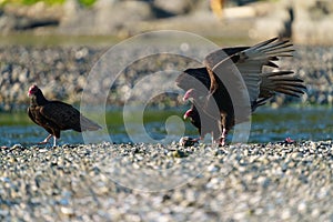 Turkey Vulture feeding at seaside beach