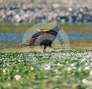 Turkey Vulture feeding at seaside beach