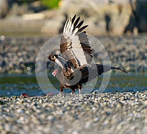 Turkey Vulture feeding at seaside beach