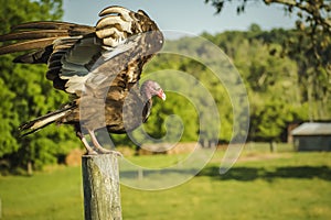 Turkey Vulture on a Fence Post with Wings Spread