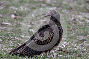 Turkey vulture in field