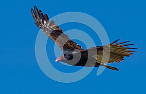 Turkey Vulture in Flight - 2