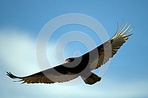 Turkey Vulture In Flight