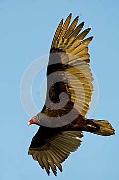 Turkey Vulture In Flight