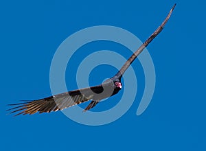 Turkey Vulture in Flight - 3