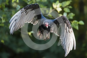 Turkey Vulture in flight