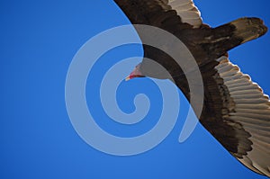 Turkey Vulture in Flight Closeup