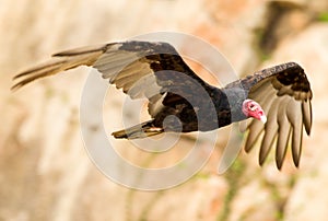 Turkey Vulture In Flight photo