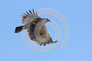 Turkey Vulture in Flight