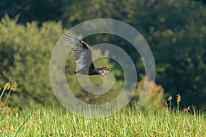Turkey Vulture flying over a marsh