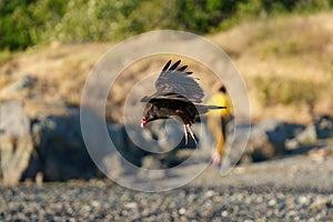 Turkey Vulture flying at seaside