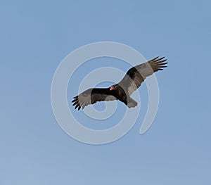 Turkey Vulture flying in the sky