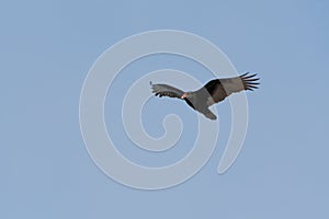 Turkey Vulture flying in the sky