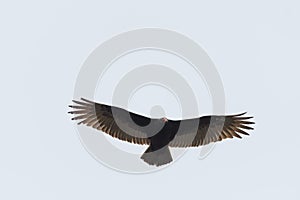 Turkey Vulture flying in the sky