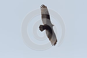 Turkey Vulture flying in the sky