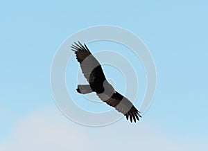 Turkey Vulture flying in the sky