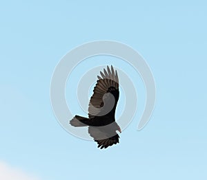 Turkey Vulture flying in the sky