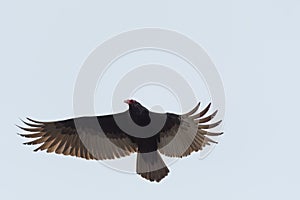 Turkey Vulture flying in the sky