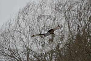 Turkey Vulture flying in the sky