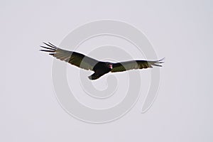 Turkey Vulture flying in the sky