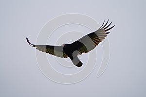 Turkey Vulture flying in the sky