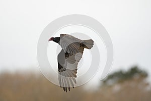 Turkey Vulture flying in the sky