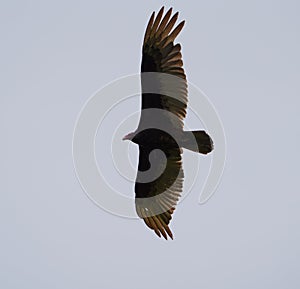 Turkey Vulture flying in the sky