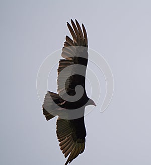 Turkey Vulture flying in the sky