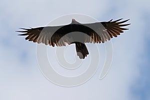 Turkey Vulture flying in the sky